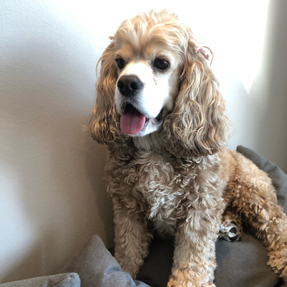 Meet your Posher, Abby